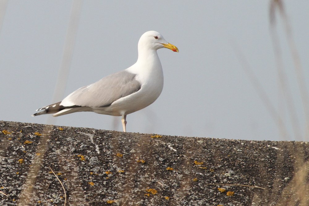 PontischeMeeuw_cachinnans_2019_3_30_subadult_vrouw_AlbertdeJong.jpg