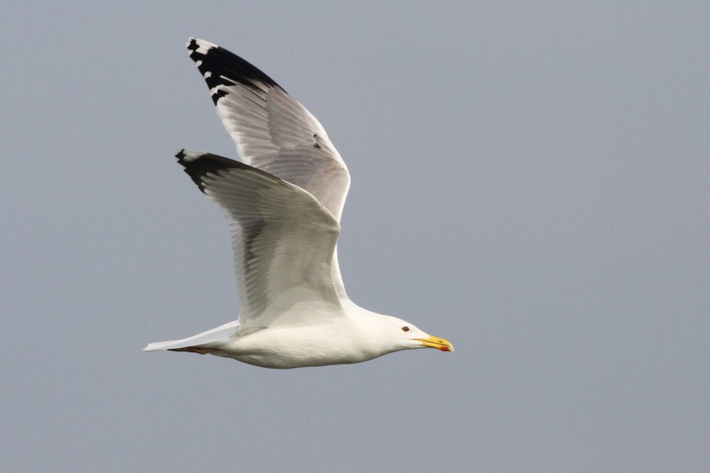 PontischeMeeuw_cachinnans_2019_3_30_subadult_vrouw_AlbertdeJong2.jpg