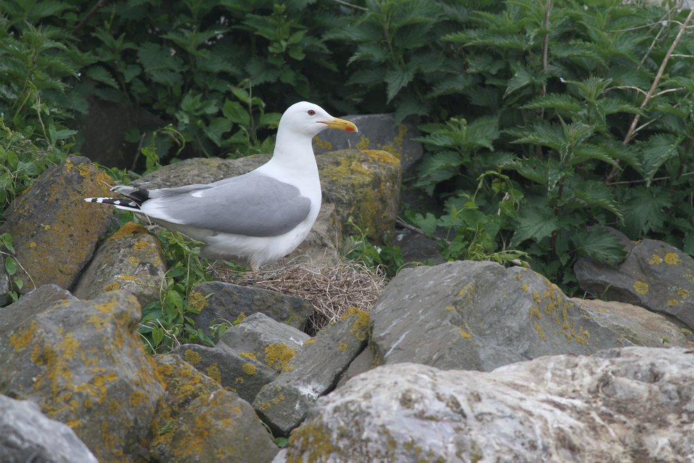 Nest10_2019_cachinnans_dame_ongeringd_klein.jpg