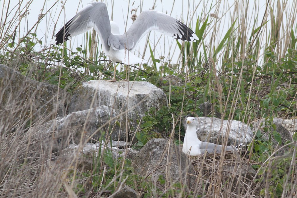 Nest3_2019_ongeringd_cachinnans_klein.jpg