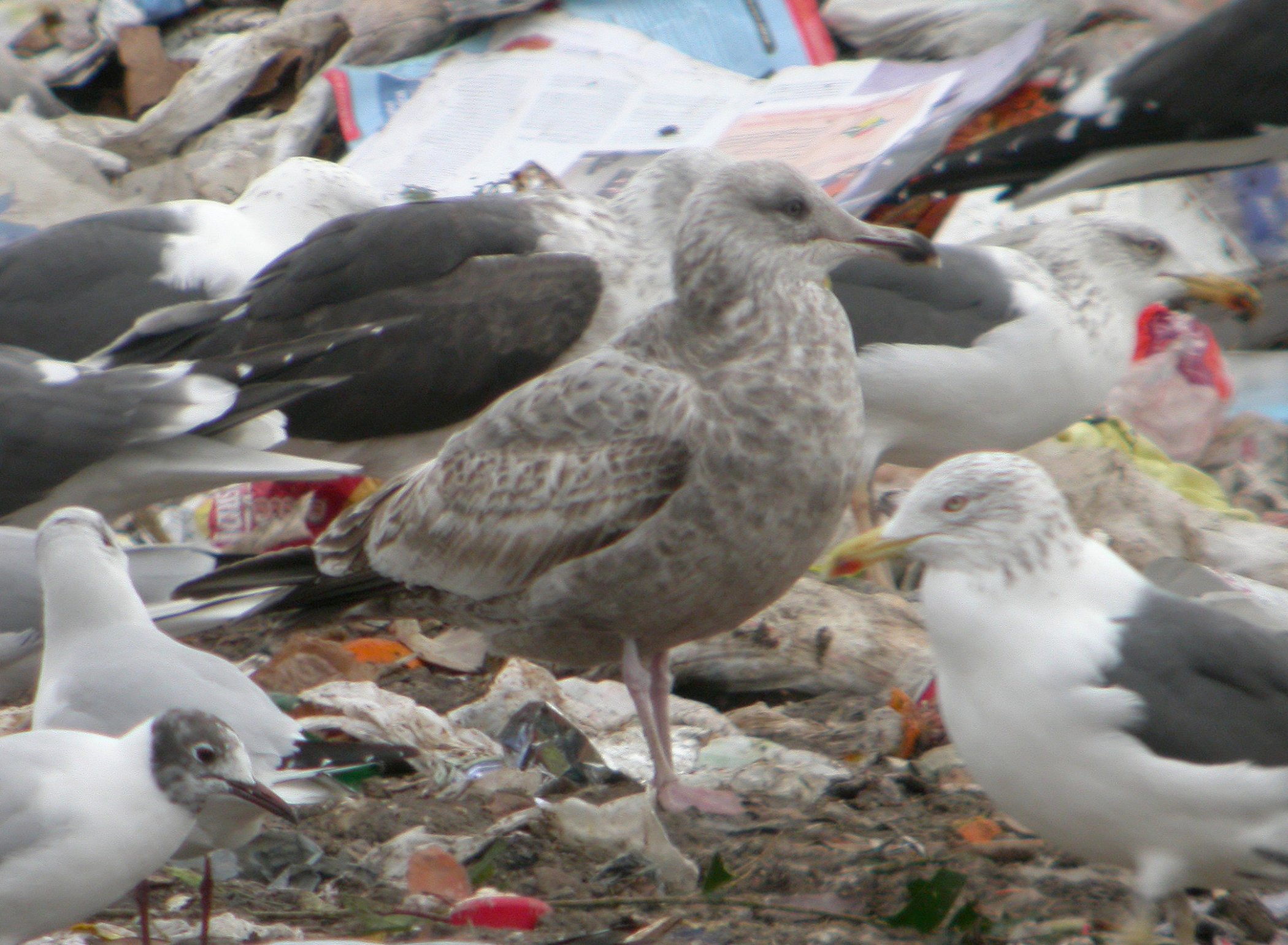 Gaviota Argentea Americana 1.jpg