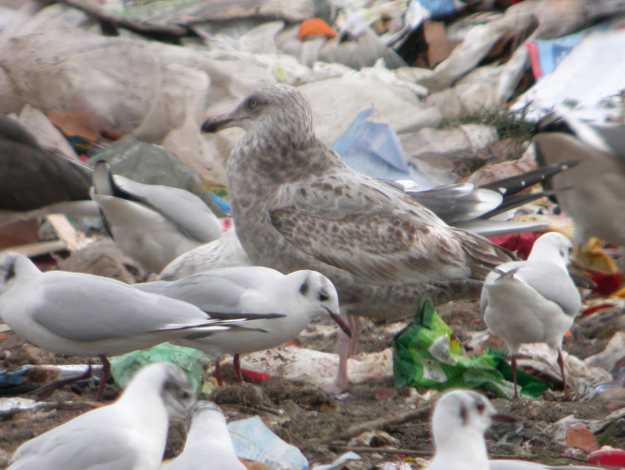 Gaviota Argentea Americana 1c.jpg