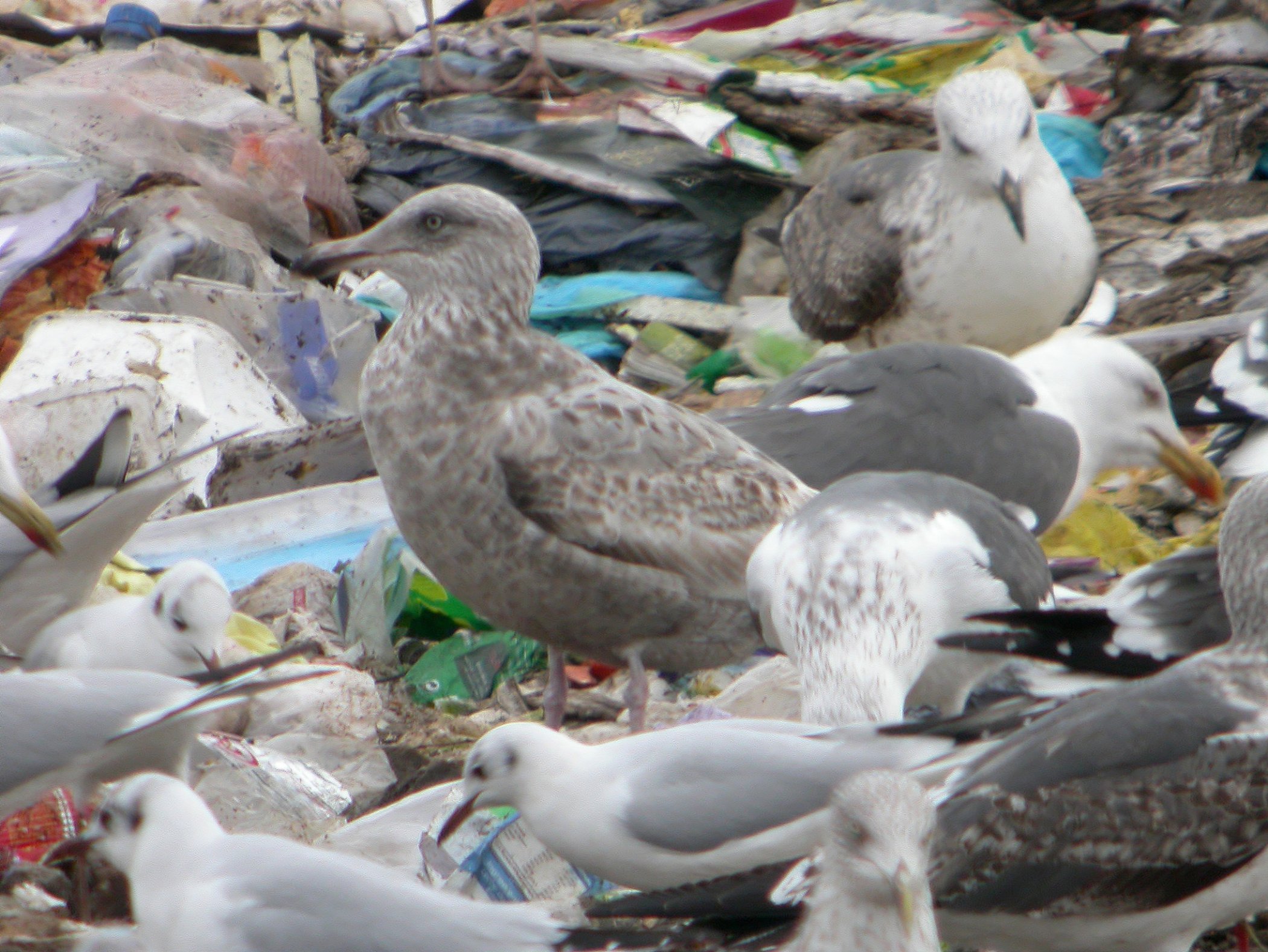 Gaviota Argentea Americana 1d.jpg