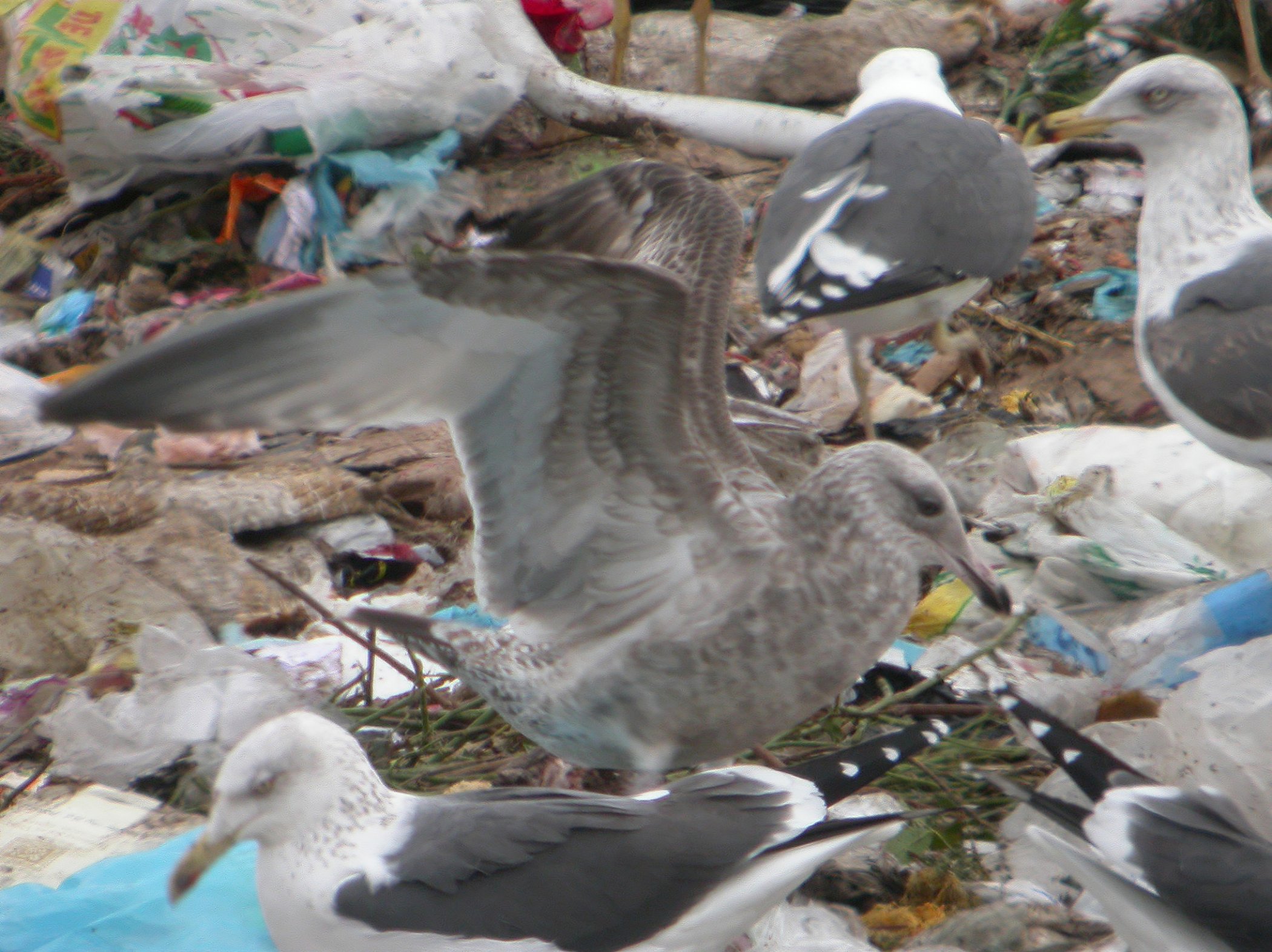 Gaviota Argentea Americana 1g.jpg