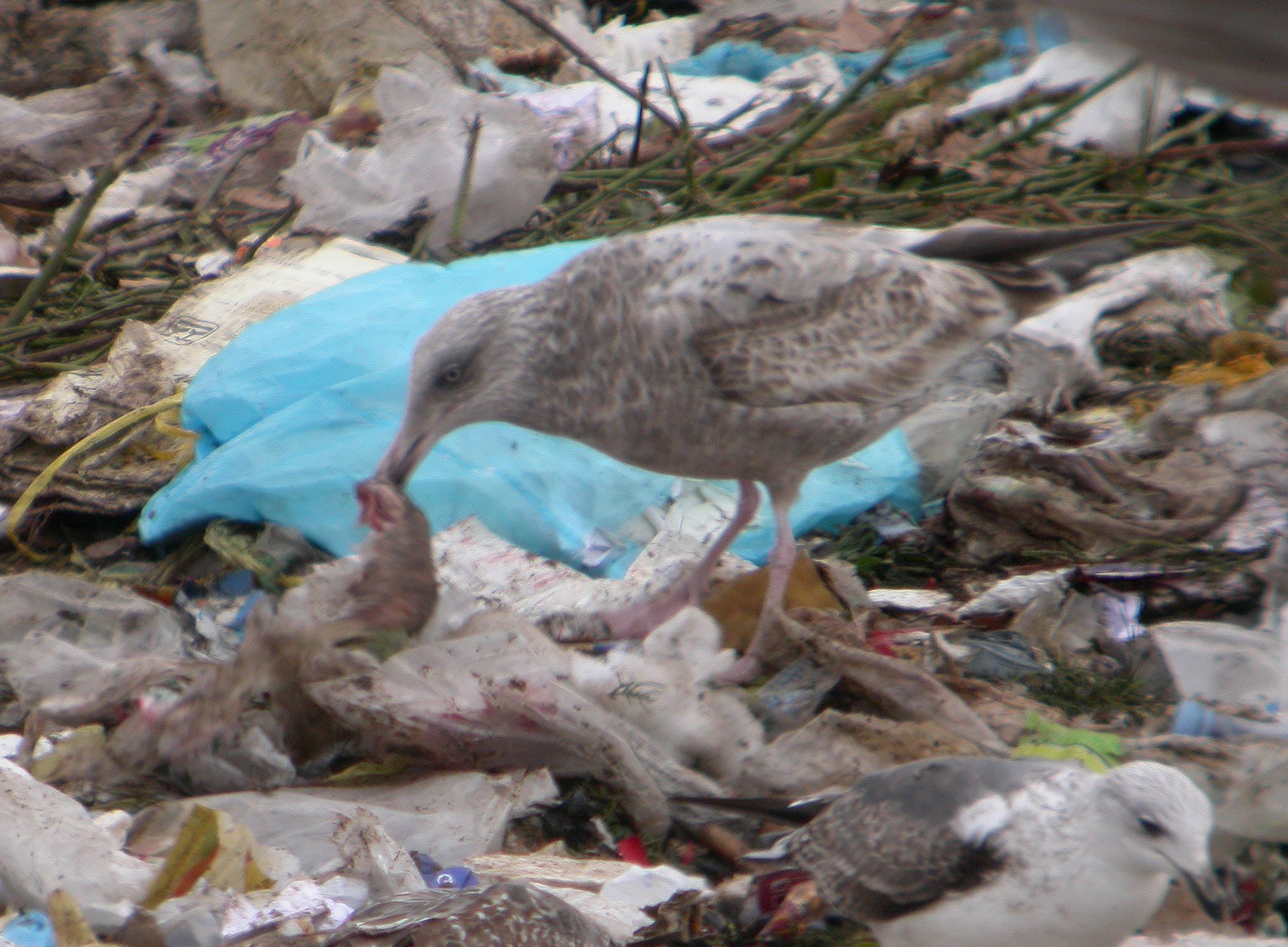 Gaviota Argentea Americana 1k.jpg