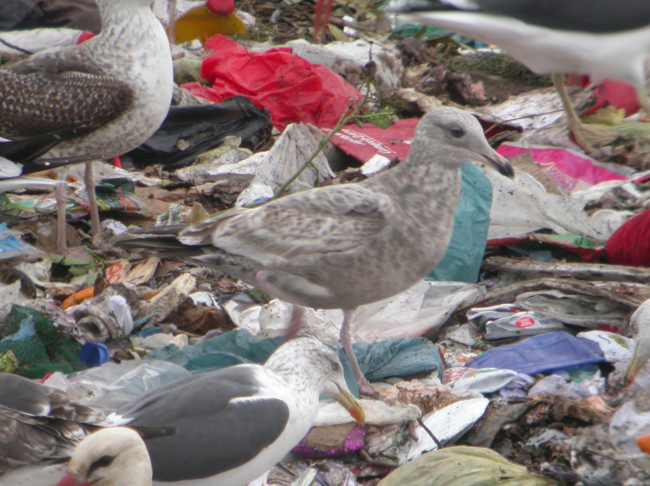 Gaviota Argentea Americana 1m.jpg