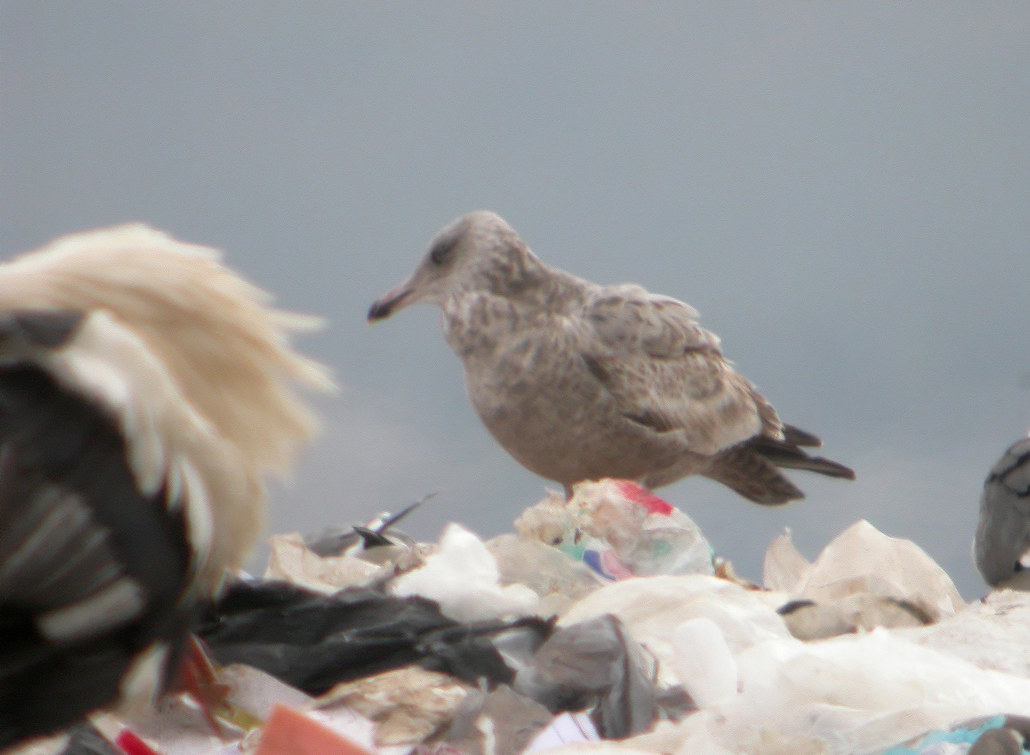 Gaviota Argentea Americana 1o.jpg