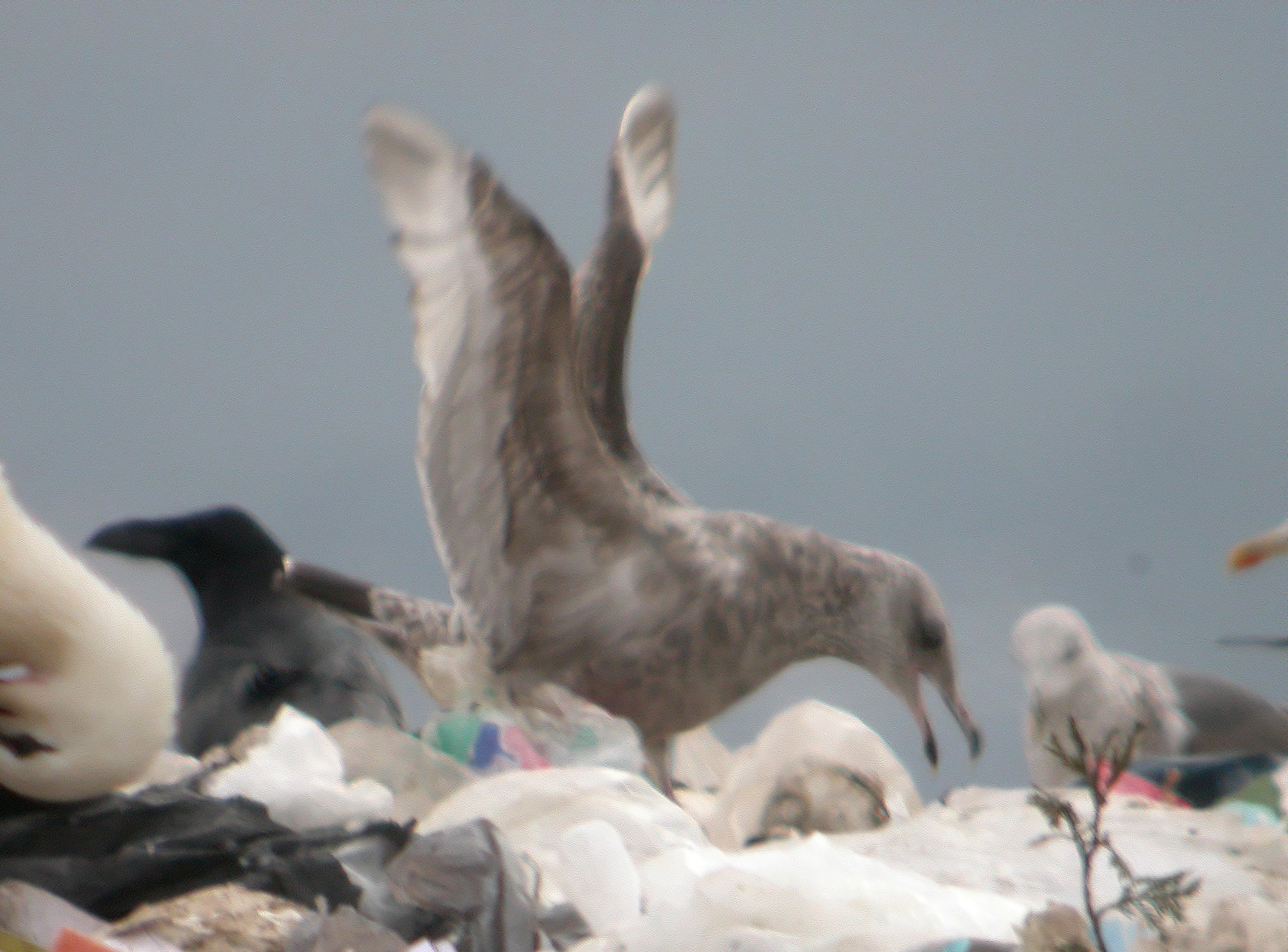 Gaviota Argentea Americana 1t.jpg