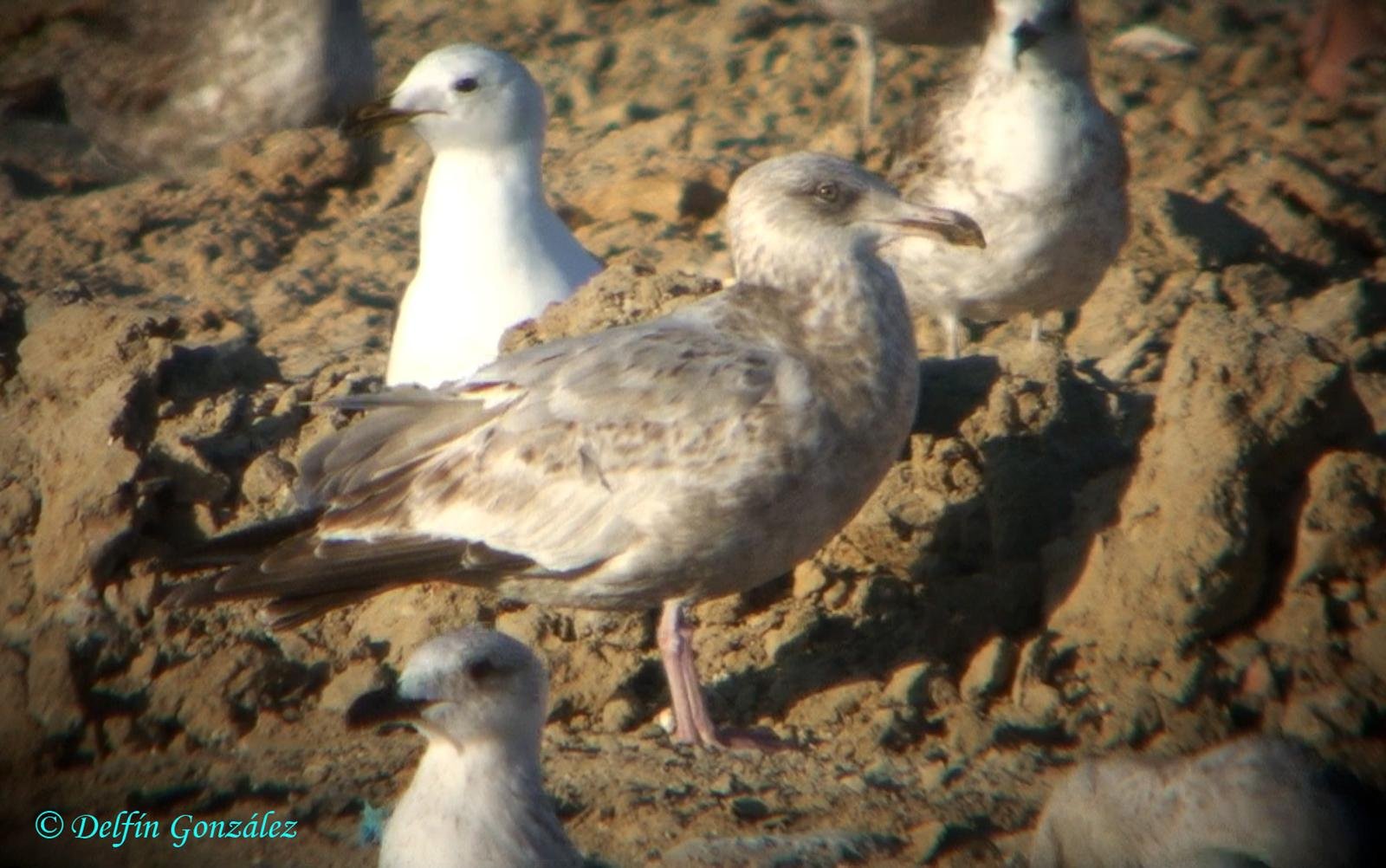 Gaviota Argentea Americana 2.jpg