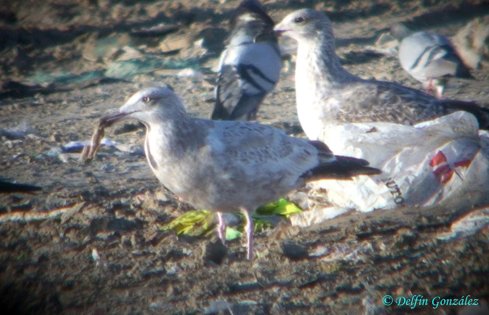 Gaviota Argentea Americana 2d.jpg