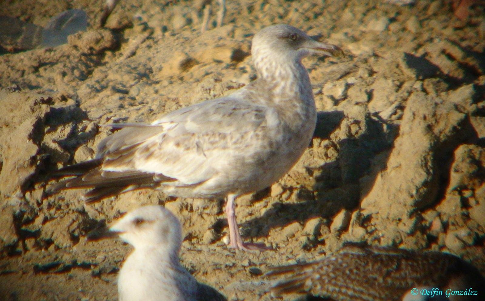 Gaviota Argentea Americana 2e.jpg