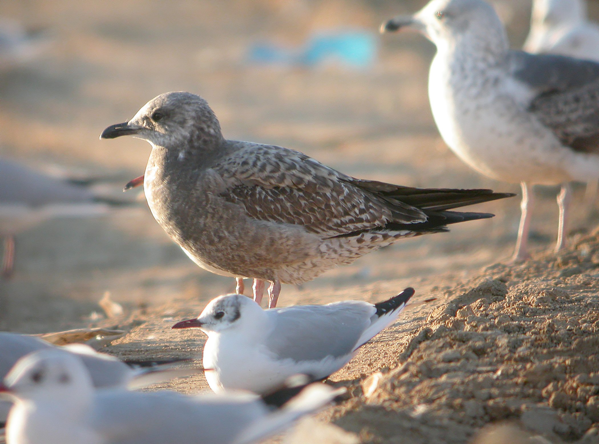 Gaviota 15c.jpg