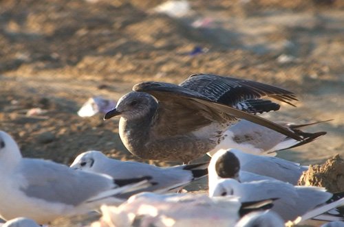 Gaviota Sombría 1cweb.jpg