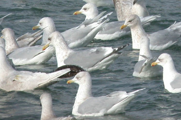 GullspecNewfoundlandJan03s.jpg