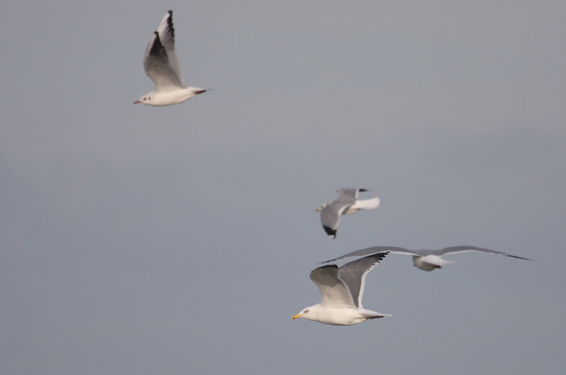 HybridHerringxLBBGull_ad_Koksijde_31Jan09_0051.JPG