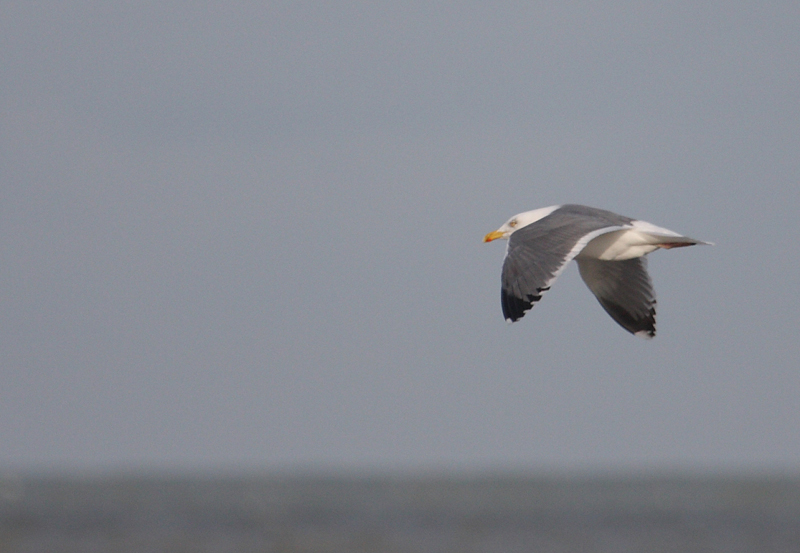 HybridHerringxLBBGull_ad_Koksijde_31Jan09_0054.JPG