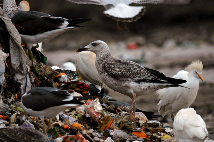 Larus 01.jpg