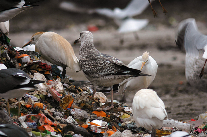 Larus 05.jpg