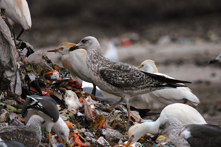 Larus 04.jpg