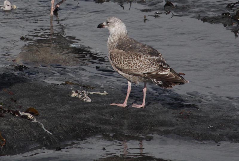 Gullspec1c_Sandgerdi_2Apr2010b.JPG