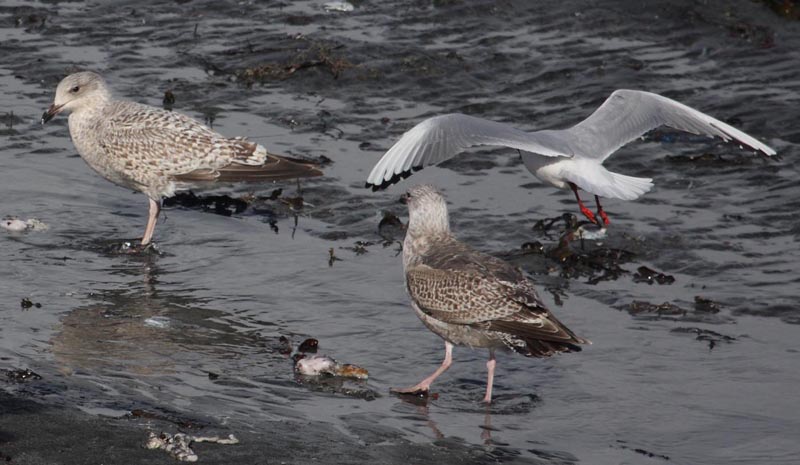 Gullspec1c_Sandgerdi_2Apr2010c.JPG