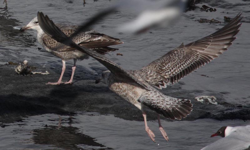 Gullspec1c_Sandgerdi_2Apr2010.JPG