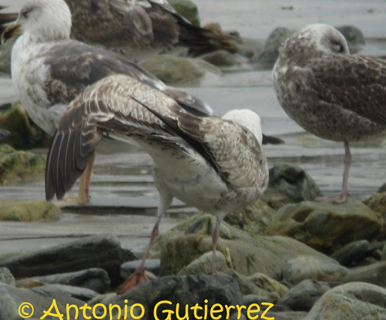 IMG_1295 copia.jpg