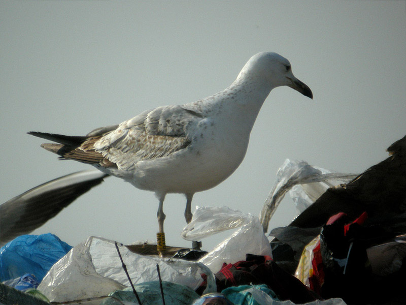 panu2.jpg