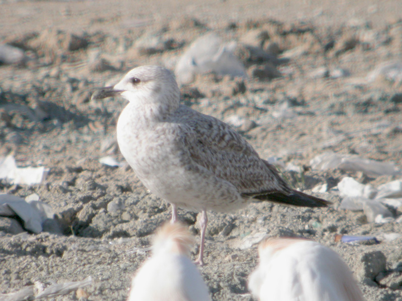 Gaviota Sp1.jpg