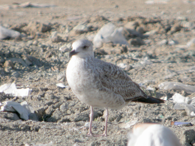 Gaviota Sp2.jpg