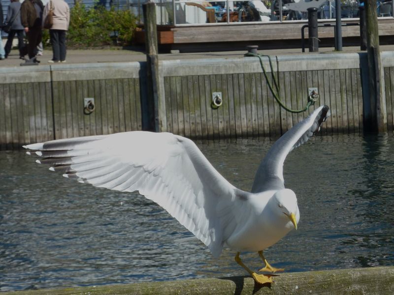 P1000169b.jpg