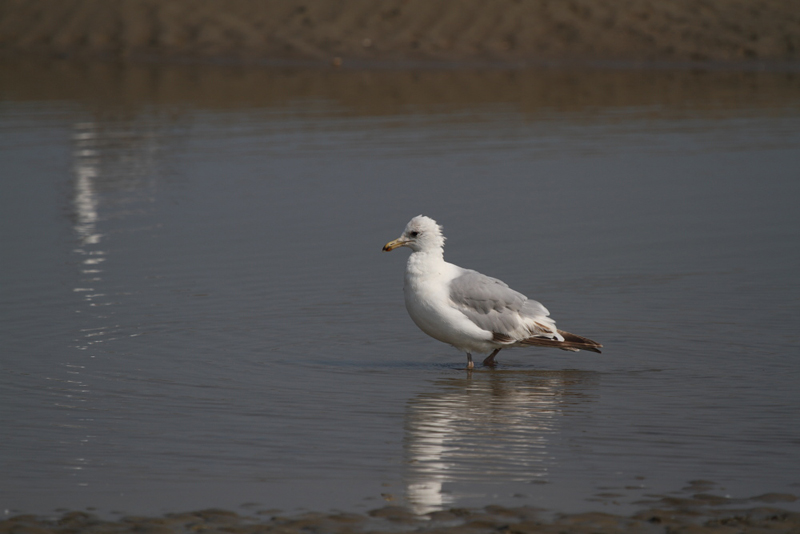 HerringGull3c_smallFemale_Koksijde_27-06-2010_002.JPG