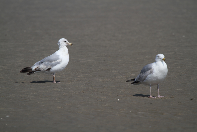 HerringGull3c_smallFemale_Koksijde_27-06-2010_009.JPG
