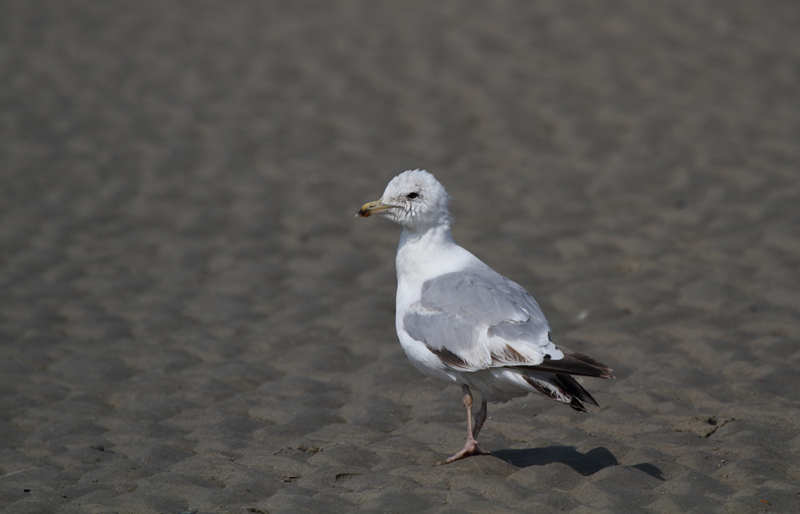 HerringGull3c_smallFemale_Koksijde_27-06-2010_010.JPG