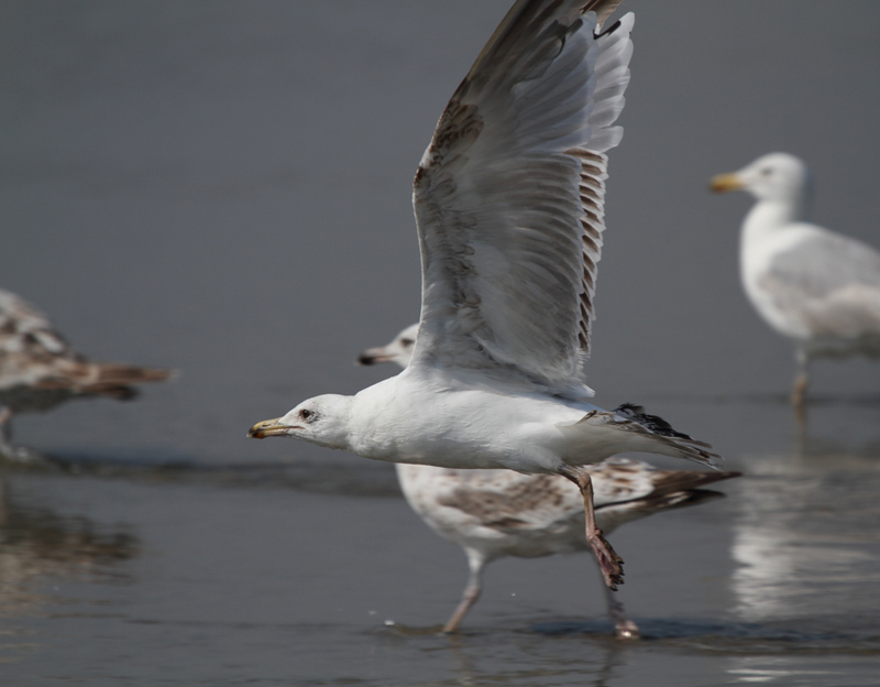 HerringGull3c_smallFemale_Koksijde_27-06-2010_012.JPG