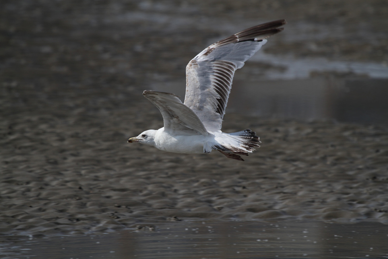 HerringGull3c_smallFemale_Koksijde_27-06-2010_013.JPG