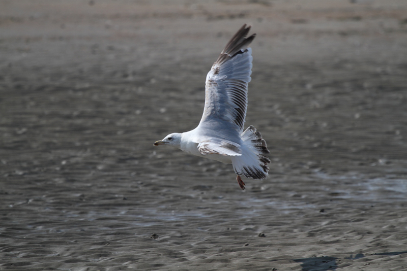 HerringGull3c_smallFemale_Koksijde_27-06-2010_014.JPG