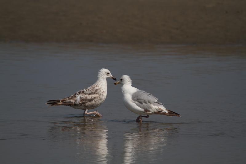 HerringGull3c_smallFemale_Koksijde_27-06-2010_005.JPG