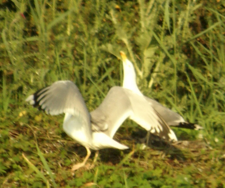 6 2010.06.10 arcesti jj DSC09886 - Kopie.JPG