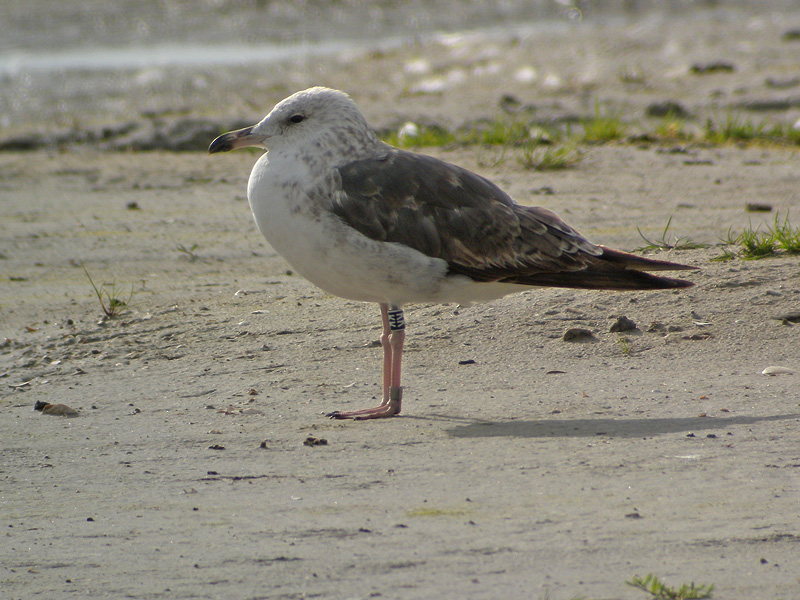 DSCN2452.jpg