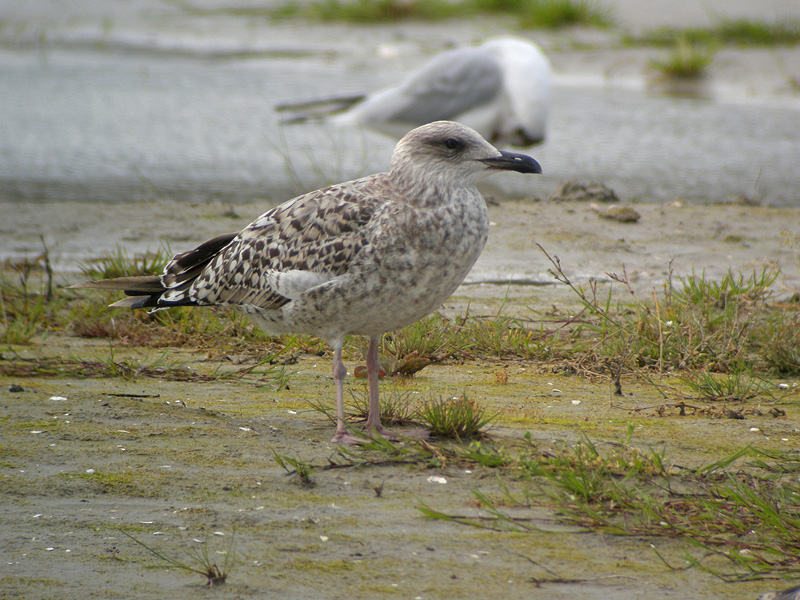 DSCN2951.jpg