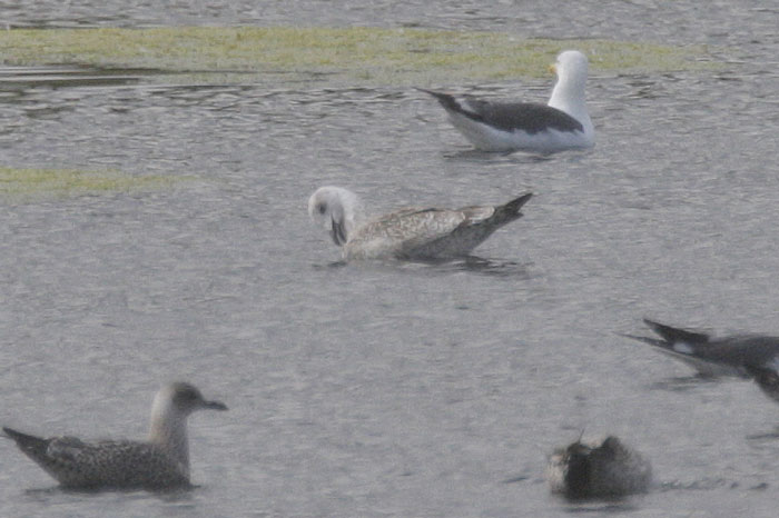juv-caspian-gull-web-2.jpg