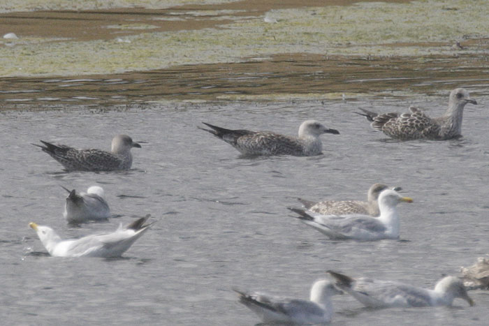 juv-caspian-gull-web-1.jpg