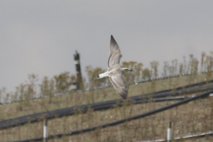 juv-caspian-gull-web-4.jpg