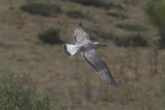 juv-caspian-gull-web-5.jpg