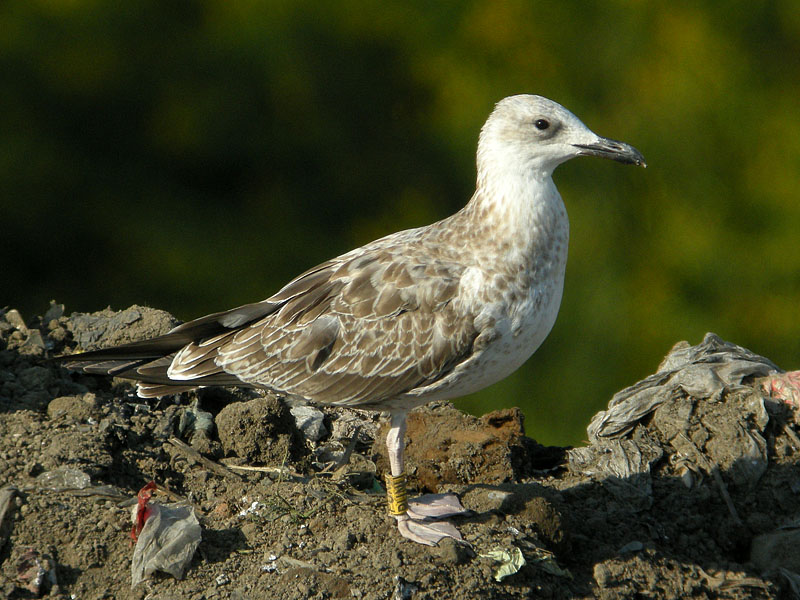 PUNU 21082010 Lubna 02.jpg