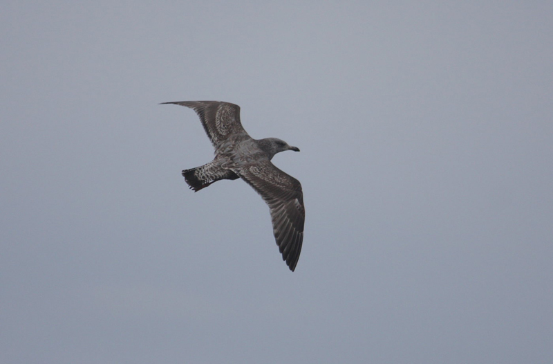 Gullspec2c_Sandgerdi_22-03-2010_015_small.jpg