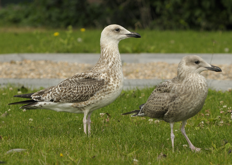 1cy_20100830_8321.jpg