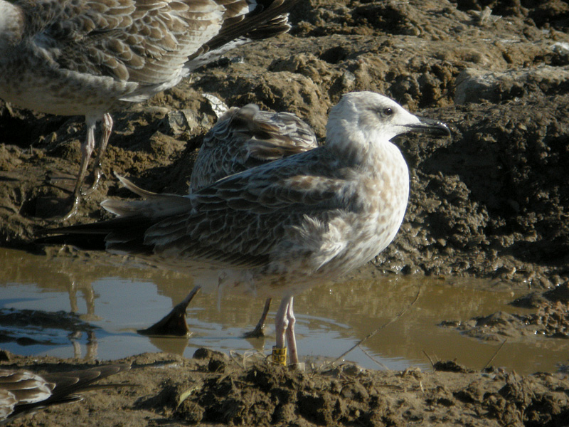 PUBE 03092010 Lubna02.jpg