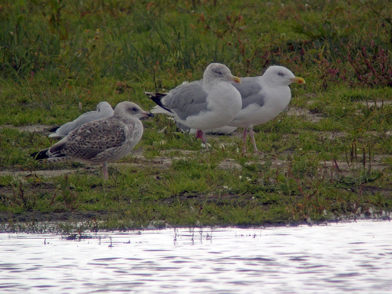 DSCN4213-1.jpg